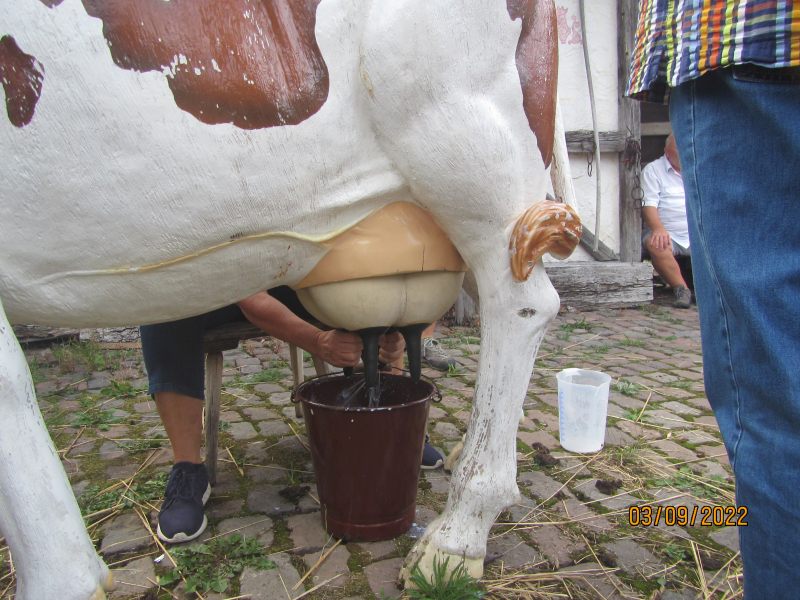 Kuhmelken (an einer Plastik-Kuh)